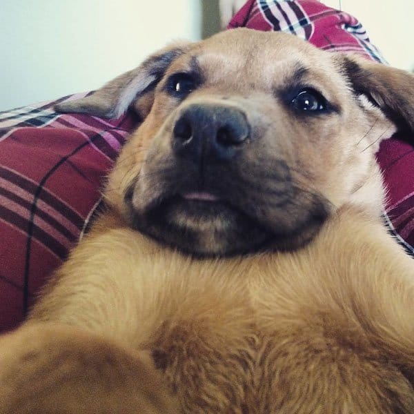 dog_selfy_cool