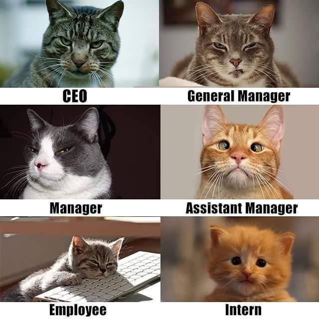 employee_vs_manager