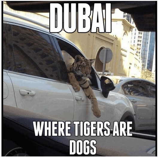 were_tigers_are_dogs